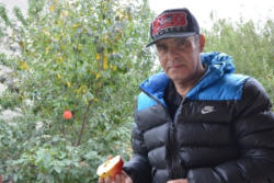 7 il bar verməyən ağacdan əcaib meyvə... - FOTO