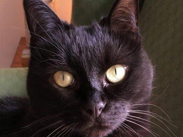 Məşhur pişik yemi qusma, halsızlıq, tük tökülməsi, güclü qaşınma, qaraciyər-böyrək problemi yaradır - <span class="color_red">Bakıda marketlərdə SATILIR</span>