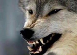 Lənkəran və Masallıda canavarlar kəndlərə hücum edib