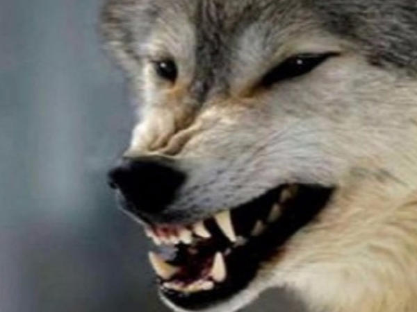 Lənkəran və Masallıda canavarlar kəndlərə hücum edib