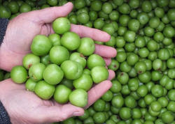 Bazarlarda alçanın 300 qramı bu qiymətə SATILIR