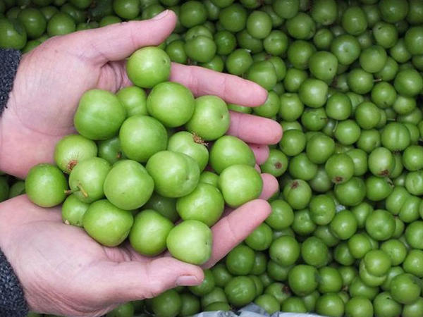 Bazarlarda alçanın 300 qramı bu qiymətə SATILIR