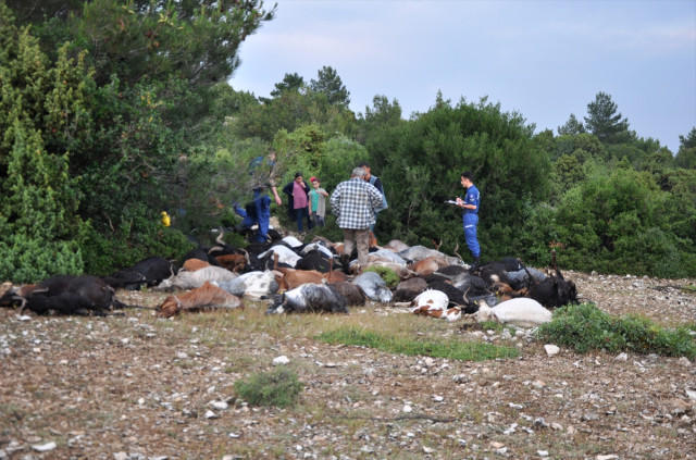 Türkiyədə ildırım sürünü vurdu, 106 keçi öldü - FOTO