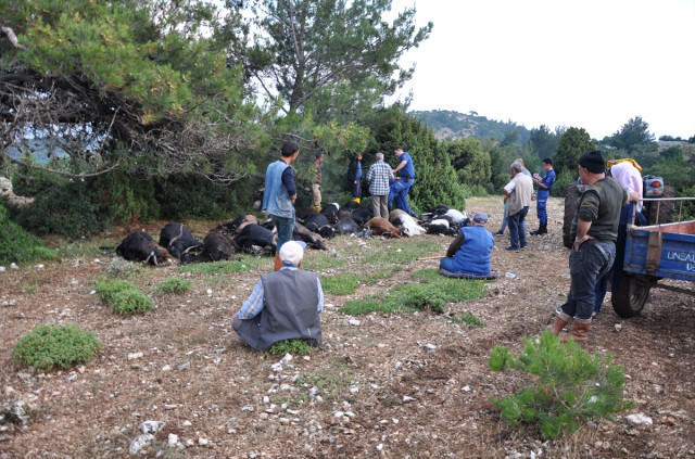 Türkiyədə ildırım sürünü vurdu, 106 keçi öldü - FOTO