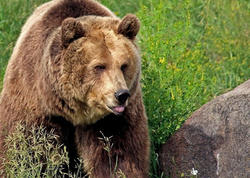 250 kq-lıq ayı ABŞ sakininin zirzəmisində sığınacaq tapdı - <span class="color_red">VİDEO</span>
