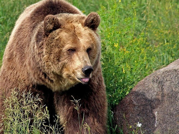 250 kq-lıq ayı ABŞ sakininin zirzəmisində sığınacaq tapdı - <span class="color_red">VİDEO</span>