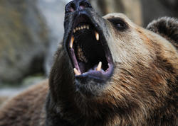 Yaponiyada ordu ayılara görə səfərbər edildi