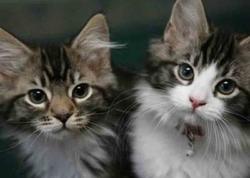 Pişik bələdiyyə sədrinin başına &quot;oyun açdı&quot; - <span class="color_red">VİDEO</span>