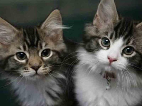 Pişik bələdiyyə sədrinin başına &quot;oyun açdı&quot; - <span class="color_red">VİDEO</span>