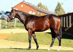 At xəstəlikləri ilə bağlı monitorinqlər aparılacaq