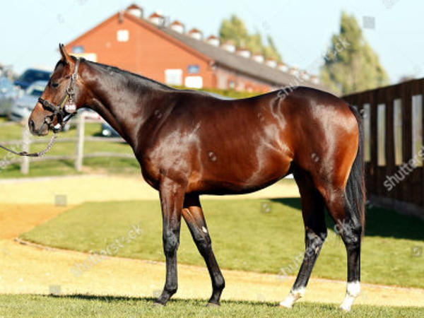 At xəstəlikləri ilə bağlı monitorinqlər aparılacaq