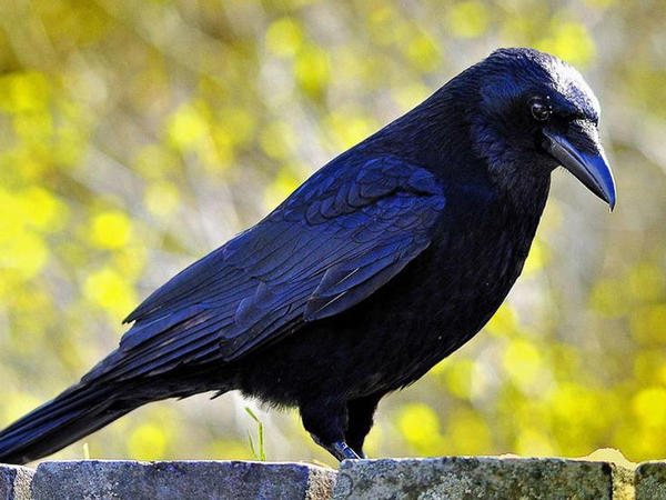 Sumqayıtda qarğalar kütləvi tələf olur: Virus, yoxsa rəvayət? - AÇIQLAMA - FOTO