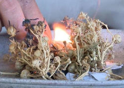 Evdə yandırdığımız bu bitkinin tərkibi NARKOTİK İMİŞ - Hamıda var - Nazirlikdən XƏBƏRDARLIQ