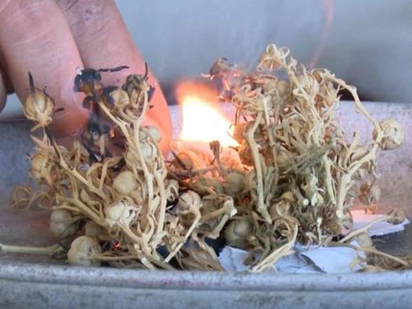 Evdə yandırdığımız bu bitkinin tərkibi NARKOTİK İMİŞ - Hamıda var - Nazirlikdən XƏBƏRDARLIQ