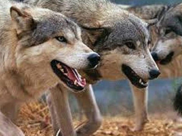 Dağ kəndlərində təhlükə artır: Canavar hücumları çoxalıb