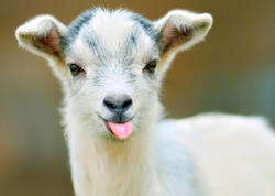 Çəpiş ətinə tələbat niyə artıb? - VİDEO