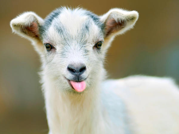 Çəpiş ətinə tələbat niyə artıb? - VİDEO