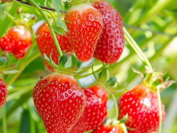 Çiyələk sahədən bazara neçə manata başa gəlir?