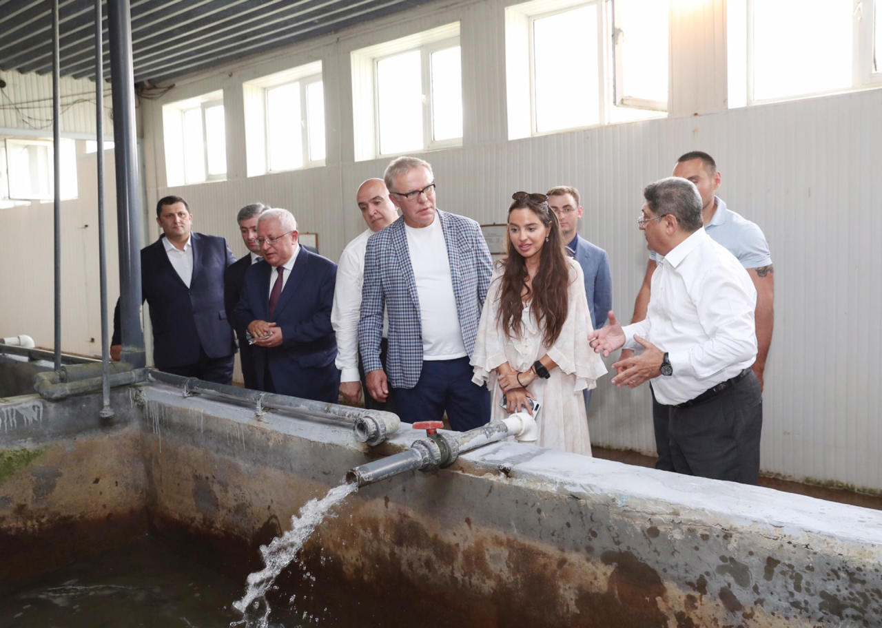 Leyla Əliyeva Neftçaladakı Xıllı nərə balıqartırma zavodunda yetişdirilmiş körpə nərə balıqlarının Xəzərə buraxılması mərasimində iştirak edib - FOTO