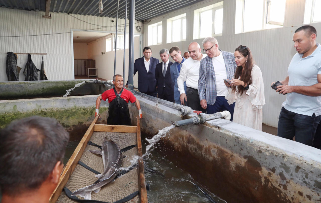 Leyla Əliyeva Neftçaladakı Xıllı nərə balıqartırma zavodunda yetişdirilmiş körpə nərə balıqlarının Xəzərə buraxılması mərasimində iştirak edib - FOTO