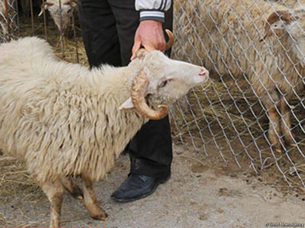 Hansı heyvanları qurban kimi kəsmək olar? - AÇIQLAMA