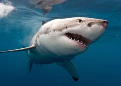 Akula həkimi parçaladı