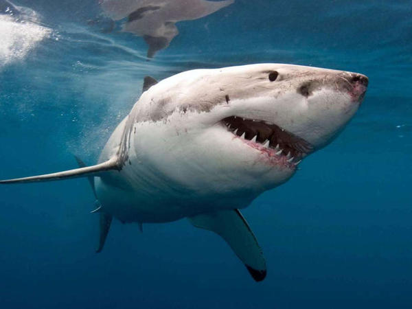 Akula həkimi parçaladı