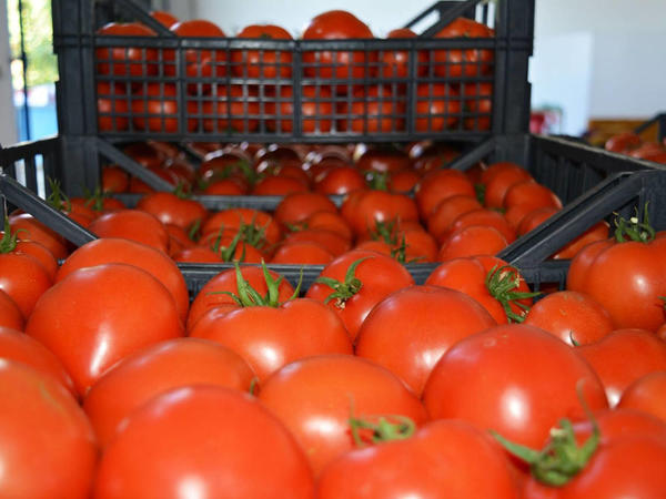 &quot;Vasmoy&quot; bazarında qəribə fırıldaq - Pomidorun qırmızı görünməsi üçün görün nə edirlər
