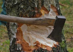 Bakıda yaşıllıqlar qanunsuz kəsildi