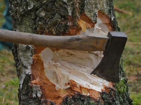 Bakıda yaşıllıqlar qanunsuz kəsildi