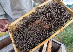 Azərbaycanda arı ailələri niyə məhv olur? - <span class="color_red">VİDEO</span>