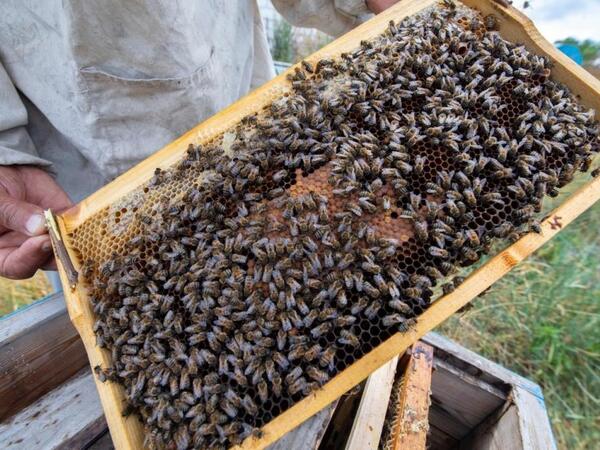 Azərbaycanda arı ailələri niyə məhv olur? - <span class="color_red">VİDEO</span>