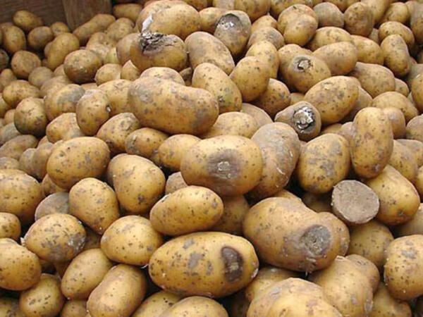 Azərbaycanda kartof BAHALAŞDI