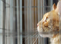 Qorxudan göz yaşlarına boğulan PİŞİK - <span class="color_red">VİDEO</span>