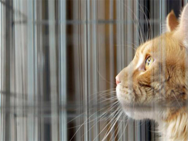 Qorxudan göz yaşlarına boğulan PİŞİK - <span class="color_red">VİDEO</span>