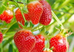 Çiyələk nə vaxt əkilir? Ən doğru əkin zamanı və qulluq bələdçisi