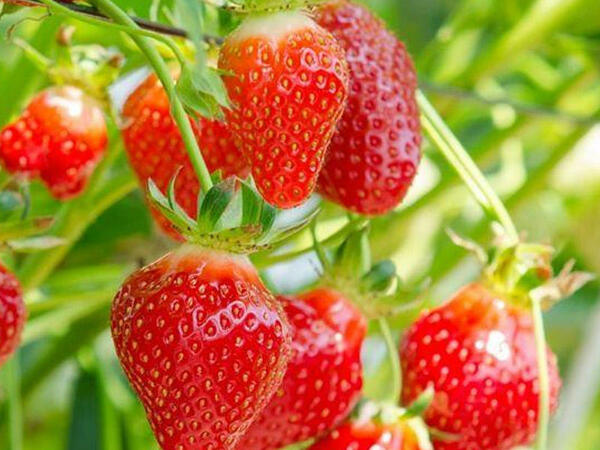 Çiyələk nə vaxt əkilir? Ən doğru əkin zamanı və qulluq bələdçisi