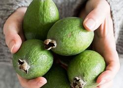 Yodla zəngin feyxoa möcüzəsi - Zobun, prostatın dərmandır