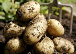 Azərbaycanda kartof BAHALAŞDI