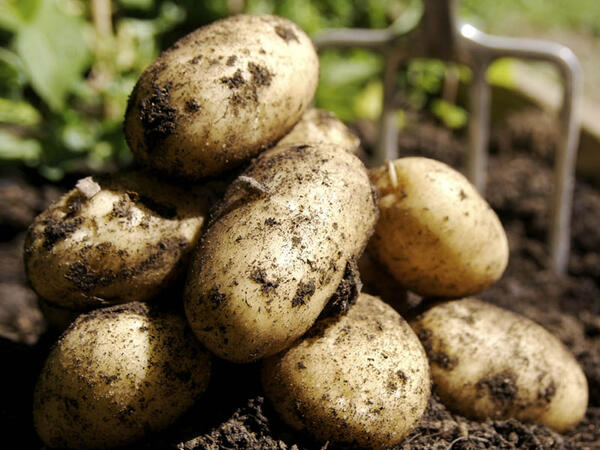 Azərbaycanda kartof BAHALAŞDI