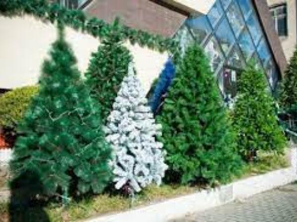 Yeni İl şam ağacları xəstəlik yayır? - XƏBƏRDARLIQ