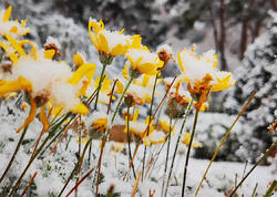 Azərbaycanda çiçəklənən ağacların üzərinə qar yağdı