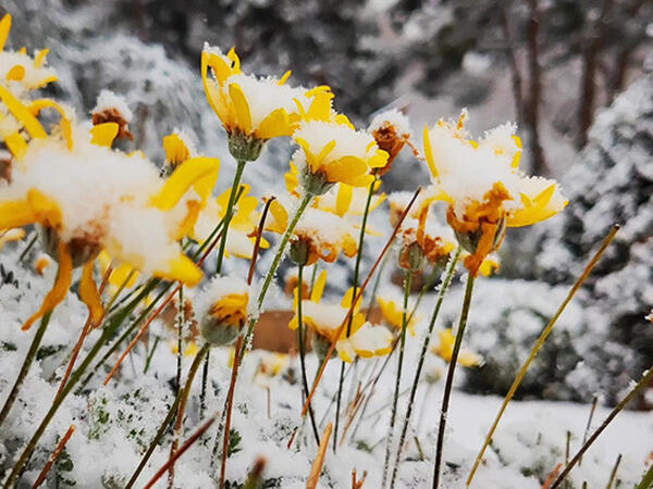 Azərbaycanda çiçəklənən ağacların üzərinə qar yağdı