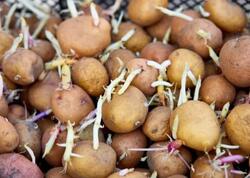 Tək vasitə ilə aylarla təzə qalacaq: Kartof xərclərinə son qoyan sirr