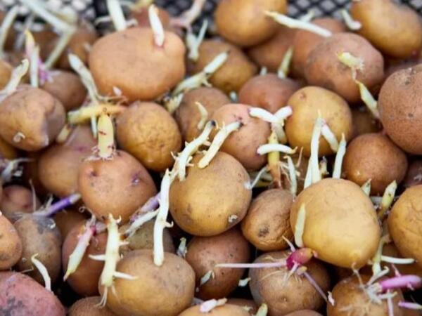 Tək vasitə ilə aylarla təzə qalacaq: Kartof xərclərinə son qoyan sirr