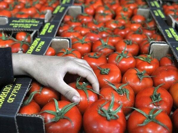 Pomidor indi yaydakından ucuzdur - SƏBƏB