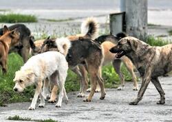 İtlərə bunu əsla etməyin! Dərhal hücuma keçirlər