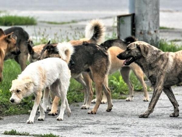 İtlərə bunu əsla etməyin! Dərhal hücuma keçirlər