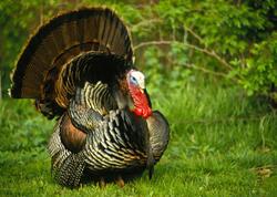 Bazarlarda “hinduşka”nın qiyməti neçəyədir?