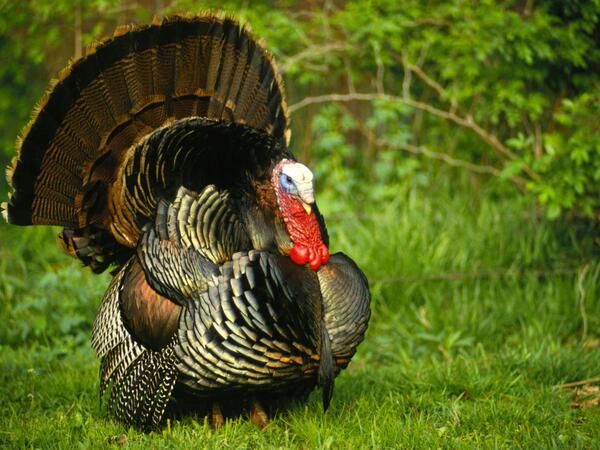 Bazarlarda “hinduşka”nın qiyməti neçəyədir?